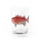 Coshi-Mild-Wildのノドグロ　ですヨ‼️ グラス前面