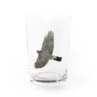 Coshi-Mild-Wildの🪶猛禽類　ツミ　🦅 だぞっ‼️ Water Glass :front