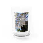 まこの見た景色の桜 Water Glass :front