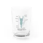 むせきつい屋さんのウミクワガタの外部形態 Water Glass :front