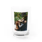 アビちゃん&ショップの三毛猫グッズ Water Glass :front