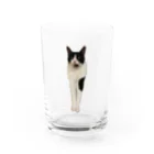 ハチワレ猫のタロの前足長いタロくん Water Glass :front