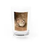 ぺーくんとイソコちゃんのかわいいたぬき Water Glass :front