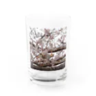 photo-foxの桜と猫 Water Glass :front