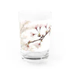 詩音乃芽の木の桜 Water Glass :front