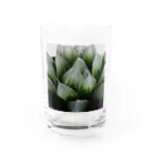 aomatuのハオルチア　オブツーサ系3「ブルーレンズ」 グラス前面
