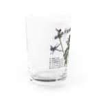 植物の絵師「洋子」の店のセリバヒエンソウ（薬草） Water Glass :left