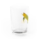 Coshi-Mild-Wildのゴールデンアジアアロワナ Water Glass :left