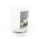 8l0のハオルチア　多肉植物 Water Glass :left