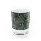 (羊虎魂)の孔雀・2 Water Glass :left