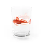 【魚類】おさかなちゃん☆図鑑の【魚類】ホウボウちゃん☆魴鮄 Water Glass :left