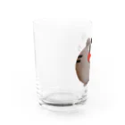 アメリカンショートヘアだよのGOGOムサシ Water Glass :left