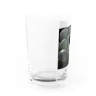 aomatuのハオルチア　オブツーサ系4「ドドソン紫オブツーサ」 Water Glass :left
