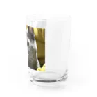 あこの実家の猫 Water Glass :right