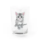 itaxmenworksのもう猫なんて嫌い！アメリカンショートヘア Water Glass :right