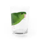 まめるりはことりのサザナミインコ　グリーン【まめるりはことり】 Water Glass :right