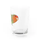 まめるりはことりのおすましコザクラインコ　きなこちゃん【まめるりはことり】 Water Glass :right