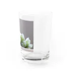 8l0のハオルチア　多肉植物 Water Glass :right