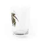 ぴーちゃんのベゴニア ポリロエンシス 熱帯植物 Water Glass :right