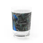 (羊虎魂)の孔雀・2 Water Glass :right