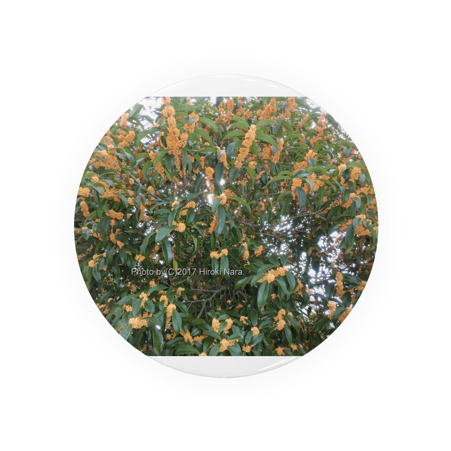 トップ100金木犀 壁紙 最高の花の画像 トップ100金木犀 壁紙 最高の花の画像