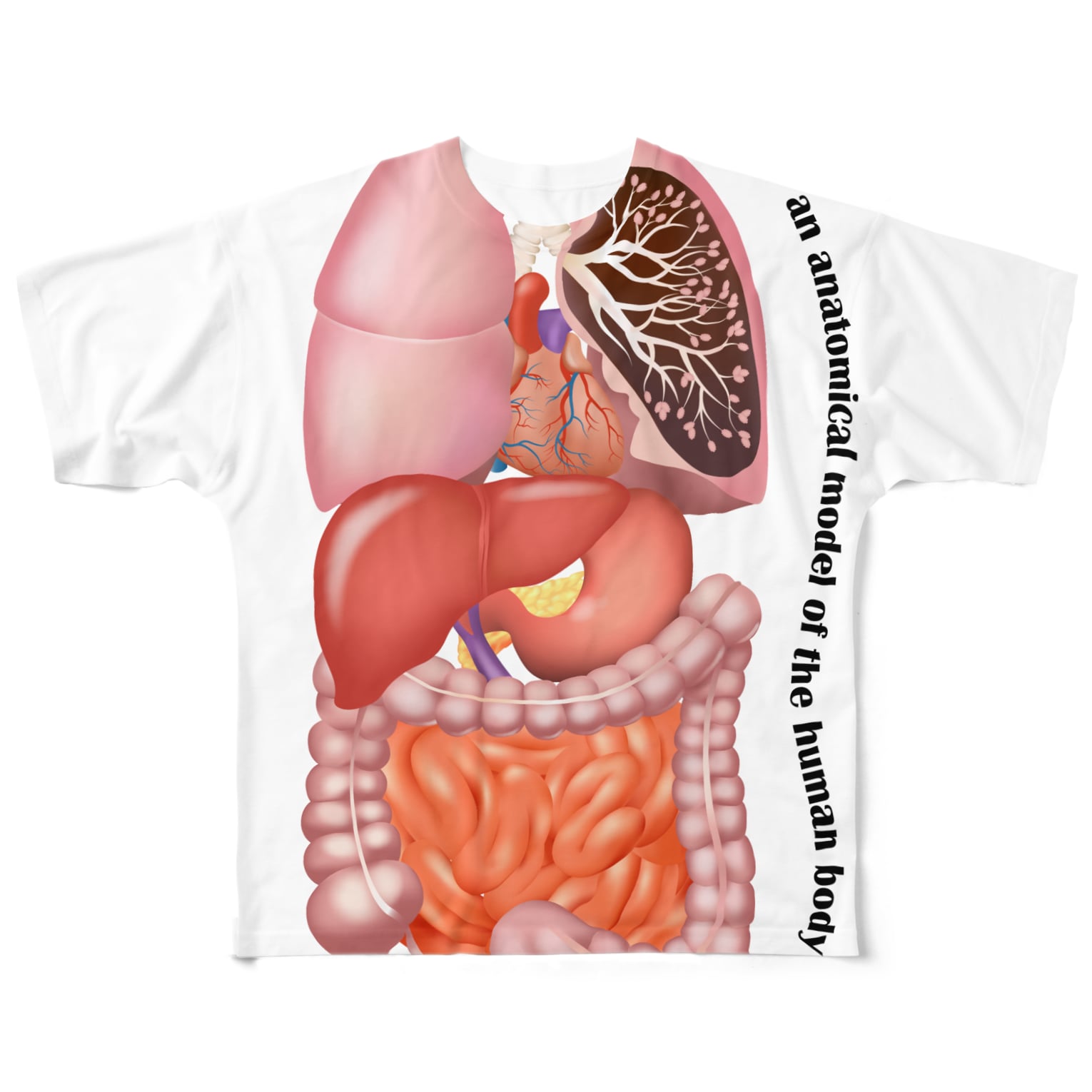 人体 臓器 イラスト臓器 人体 模型 イラスト 無料イラスト素材画像