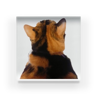 三毛猫 アイテム グッズの通販 Suzuri スズリ 三毛猫 アイテム グッズの通販 Suzuri スズリ