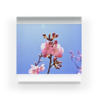2月の桜 Acrylic Block
