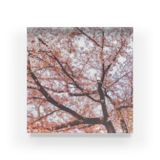 桜咲く Acrylic Block