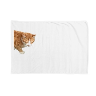 ひょっこり猫 Blanket