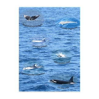 船上から見た鯨類(1) Clear File Folder