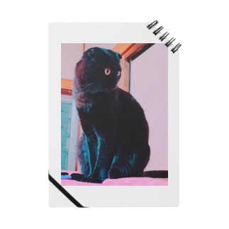 不思議な力を持つ黒猫🐾 Notebook