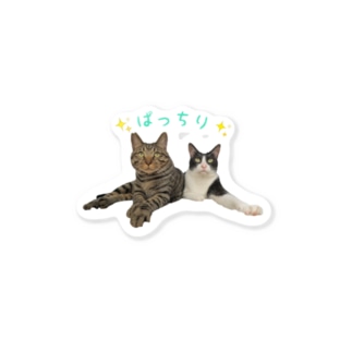 ぱっちり仲良しコンビ(キジトラ＆ハチワレ) Sticker