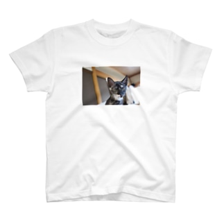 こむぎって名前の子猫。 Regular Fit T-Shirt
