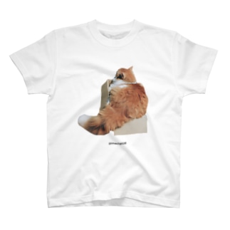 BOX CAT Regular Fit T-Shirt