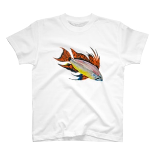 アピストグラマ カカトゥオイデス Coshi Mild Wild Koshi Clapton のtシャツ通販 Suzuri スズリ アピストグラマ カカトゥオイデス Coshi Mild Wild Koshi Clapton のtシャツ通販 Suzuri スズリ