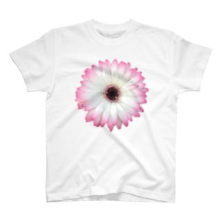 🙇‍♂️❤️【#001】Gerbera Single WHITE＆PING（2022年5月31日）★S2ランク Regular Fit T-Shirt