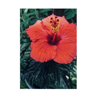 hibiscus ！！ Stickable Poster
