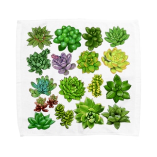 植物イラスト 多肉植物 タオルハンカチの通販 Suzuri スズリ 植物イラスト 多肉植物 タオルハンカチの通販 Suzuri スズリ
