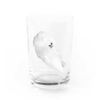 タイハクオウム Water Glass