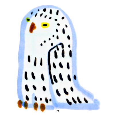 シロフクロウ