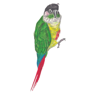ウロコインコD 縦向き