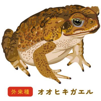 オオヒキガエル