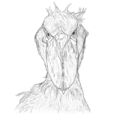 ハシビロコウの顔 鉛筆画