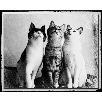 白黒猫 パーカーの通販 Suzuri スズリ