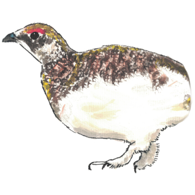 雷鳥のイラスト