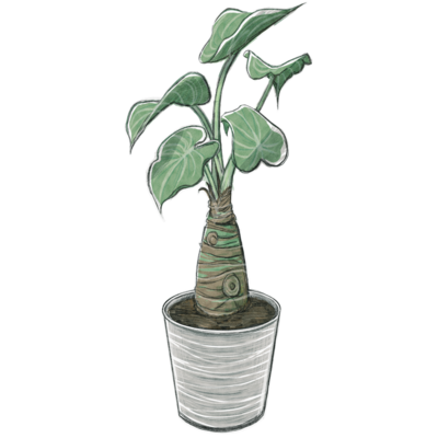 植物イラスト