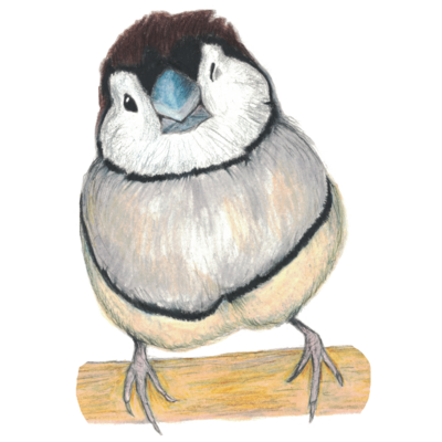 カノコスズメ