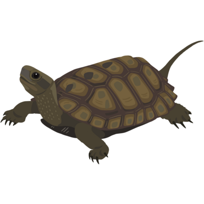 イシガメ