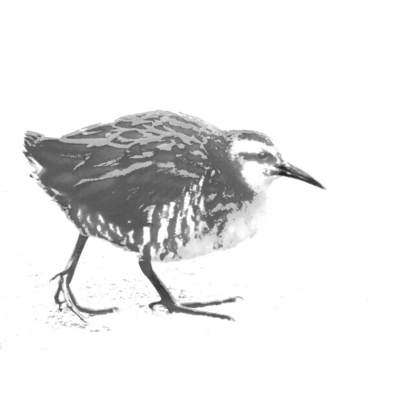 水鳥シリーズ